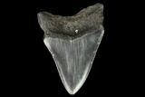 Fossil Megalodon Tooth - North Carolina #129979-2